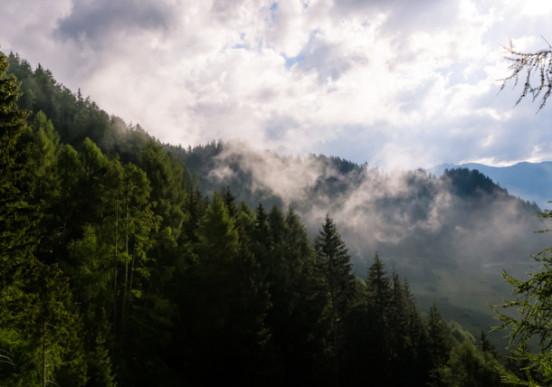     Forest in the region Matrei in East Tyrol 